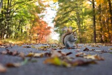 Squirrel In Autumn