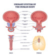 Urinary system of human body and gender structure differences outline diagram. Labeled educational scheme with bladder part explanation and detailed isolated female or male anatomy vector illustration