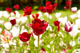 Fototapeta Tulipany - gardening, botany and nature concept - close up of beautiful tulip flowers at summer garden