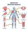Shapes of skeletal muscles with various muscular types outline diagram. Labeled educational description with human fusiform, parallel, unipennate, convergent and circular examples vector illustration.