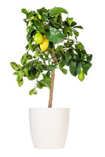 Potted Lemon Tree Isolated With Transparent Background