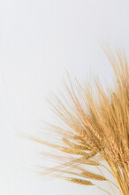 Dry Wheat Spikes Against White Background