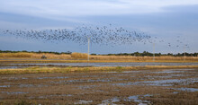 Flock Of Birds Over A Marsh In Valencia, Spain