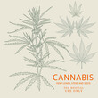 © Gala - Linear sketch of cannabis, marijuana branch, seeds, leaves and cones. Hand drawn hemp plant contour in vintage style