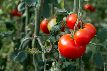 Close up shot of organic tomatoes growing on a stem. Local produce farm. Copy space for text, background.