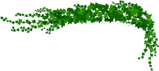Wall Mural - ivy creeper green climbing liana isolated branch