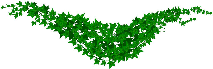 Wall Mural - hedera, green isolated ivy lianas creeping branch
