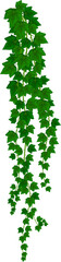 Wall Mural - vertical isolated ivy liana, hedera leaves plant