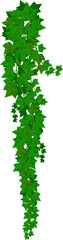 Wall Mural - hedera helix, green common ivy lianas branch twig