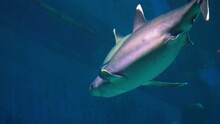 Great Silver Tipped Shark In Singapore Aquarium