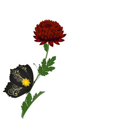 Wall Mural - Chrysanthemum flower with butterfly on a white background.