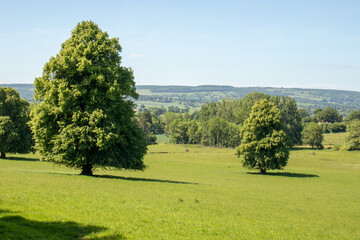 Wall Mural - Summertime Trees and scenery in the UK.