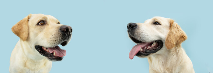 Portrait golden and labrador retriever puppy dog showing teeth and tongue looking away. Isolated on blue background