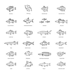 Wall Mural - Freshwater fish set. Types of Edible Fish