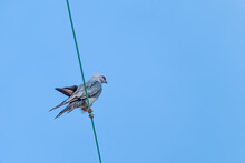 Juvenile Mississippi Kite Perched On A Wire In New Orleans, LA, USA