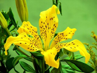 yellow lily flower