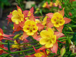 Beautiful Red and Yellow Aquilegia glandulosa against bright green background. Floral wallpaper with aquilegia