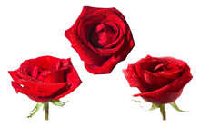 Three Fresh Red Roses Isolated On White Background. Raindrops On Petals. Close-up. Copy Space