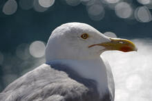 Seagull Portrait 
