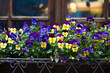 Flower bed on the windowsill of the house in airon-shod pot. Multicolored pansy flowers in the urban landscape.