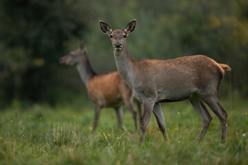 Wall Mural - two red deer, cervus elaphus, standing on flowered meadow in autumn forest. pair of hinds observing 