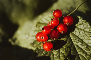 One bunch of red currants on a green background of foliage, Rural shooting in natural conditions in sunlight.