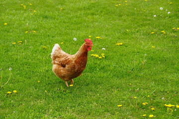 Chicken in green grass