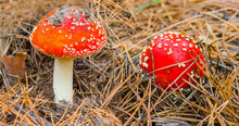 Closeup Pair Of Red Flyagaric Mushroom In Forest