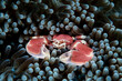 Porcelain crab, Neopetrolistes maculatus, Palau, Micronesia
