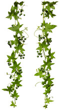 Ivy With Green Berries Isolated On White Background, Set Of Two Creeper For Your Frame Decoration.