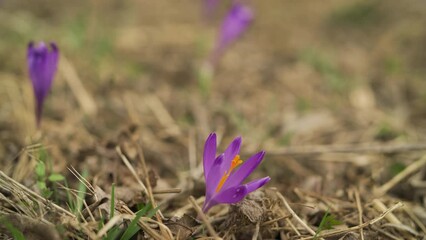 Wall Mural - Dry grass meadow with wild purple iris (Crocus heuffelianus ) flowers, closeup detail, infinite loop