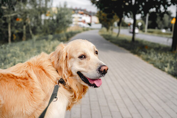 Wall Mural - Golden retriever dog outdoors