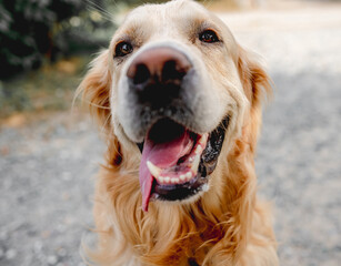 Wall Mural - Golden retriever dog outdoors