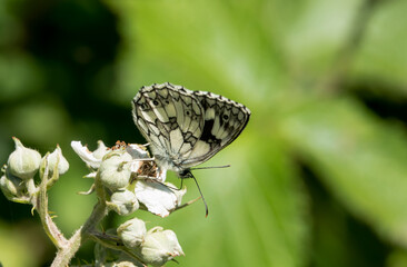 Wall Mural - detailed close up of a Marbled White butterfly (Melanargia galathea)