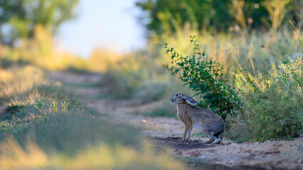 Wall Mural - Wild European Hare Lepus Europaeus on a country road