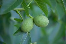 Two Green Walnuts, Close-up, Growing On A Tree.