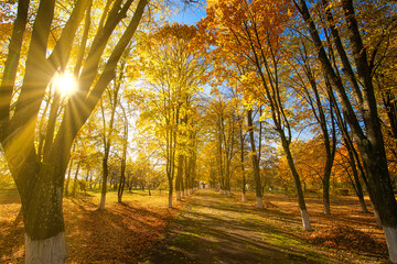 Wall Mural - Dawn in the autumn forest. The sun's rays break through the morning fog.