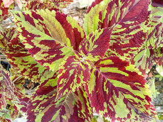 Poster - Close up of coleus plant. Colorful leaves. Beautiful colorful leaves background. 