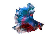 Blue And Red Color Siamese Betta Fish Or Splendens Fighting Fish In Thailand On Transparent Background.