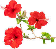 Red Hibiscus Flower Blooming Branches On Isolated Transparency Background.Floral Object PSD