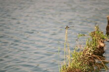 Evening Lakeside Scenery With Dragonflies