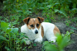 Fototapeta Tulipany - pies w ogrodzie