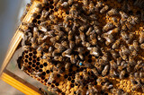 Fototapeta Tulipany - ramka z miodem i pszczołami
