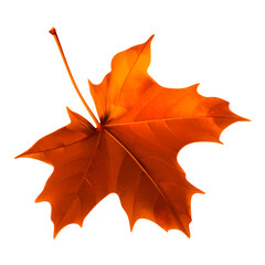 Wall Mural - maple leaf realistic object