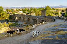 Cows Crossing A Medieval Stone Bridge At Sunset On A Sunny Day, Puente Congosto, Salamanca.