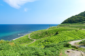 夏の白米千枚田　石川県輪島市　8月