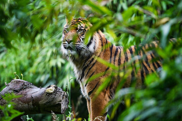 close-up of a sumatran tiger in jungle