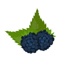 Blackberry, Garden Or Wild Forest Berry, Sweet Bramble Fruit And Green Leaves On Branch