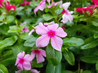 Wall Mural - Close-up of a blooming pink periwinkle flower with vibrant green leaves in a garden, showcasing natural beauty, tropical freshness, and botanical charm in bright outdoor sunlight. 