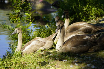 Wall Mural - Young mute swans (Cygnus olor) Anatidae family.